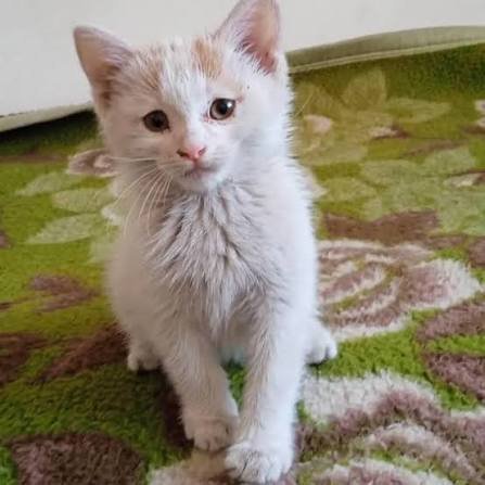  عکس بچه گربه خیابانی