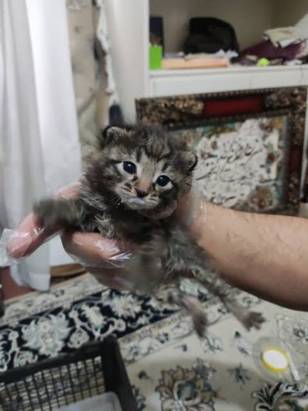  عکس بچه گربه خیابانی