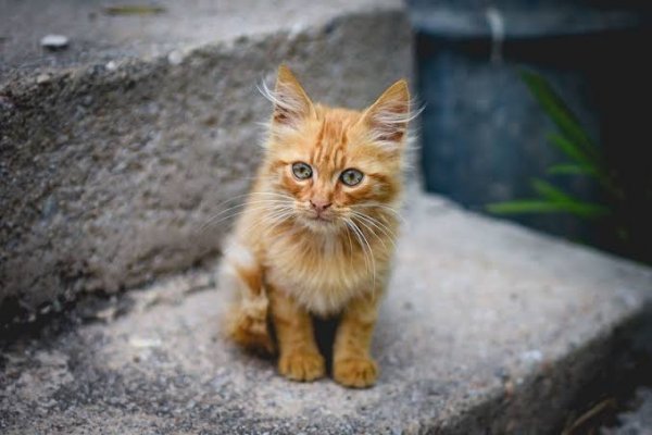  عکس بچه گربه خیابانی