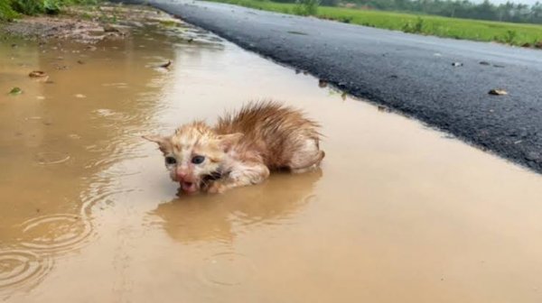  عکس بچه گربه خیابانی