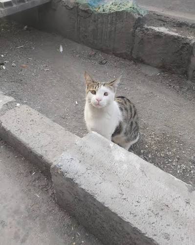  عکس بچه گربه خیابانی