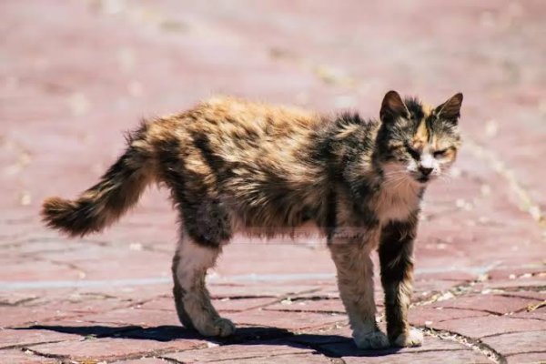  عکس بچه گربه خیابانی