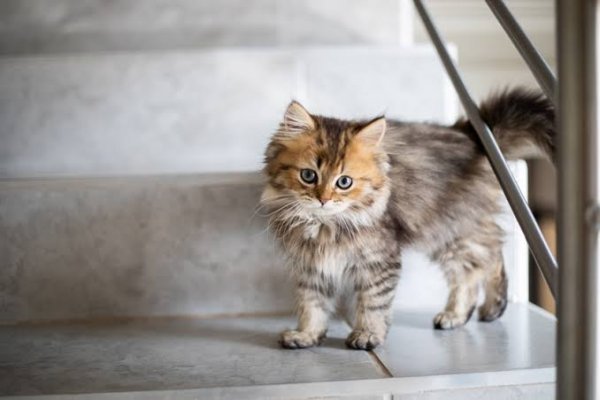  عکس بچه گربه خیابانی