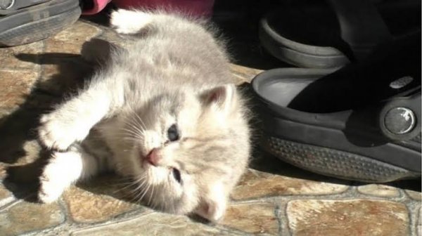  عکس بچه گربه خیابانی