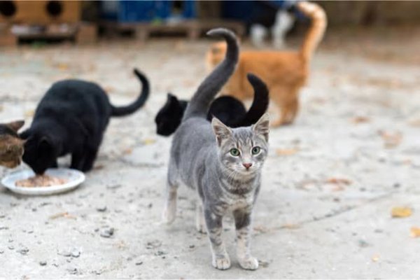  عکس بچه گربه خیابانی