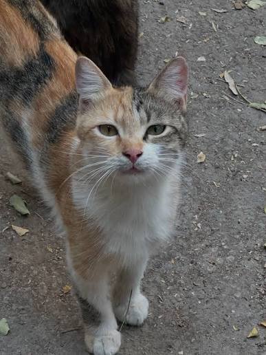 عکس بچه گربه خیابانی
