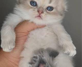  عکس بچه گربه خیابانی