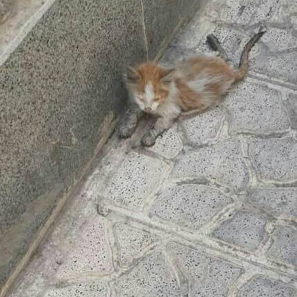  عکس بچه گربه خیابانی