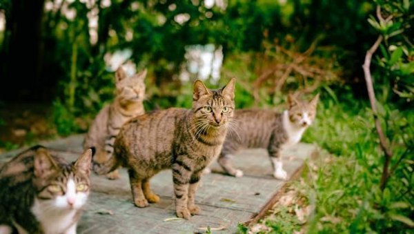  عکس بچه گربه خیابانی