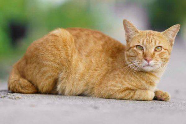 انواع نژاد گربه های خیابانی با عکس