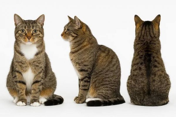  انواع نژاد گربه های خیابانی با عکس
