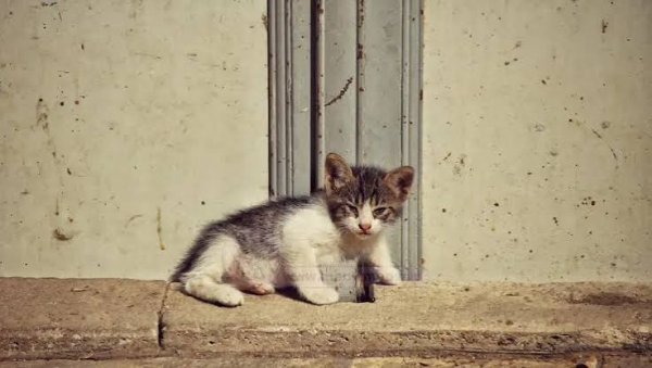  عکس گربه خیابانی کیوت