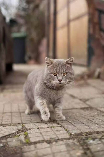  عکس گربه خیابانی کیوت
