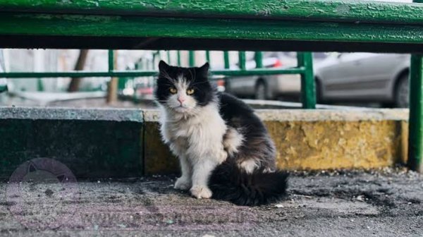  عکس گربه خیابانی کیوت