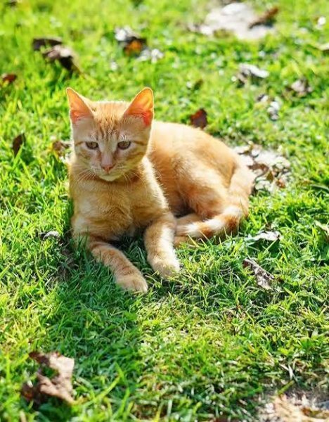  عکس گربه خیابانی کیوت