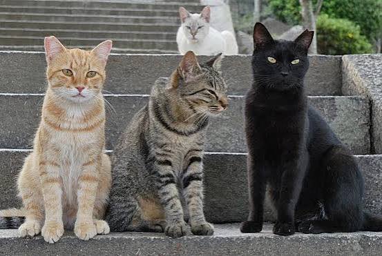  عکس گربه خیابانی کیوت