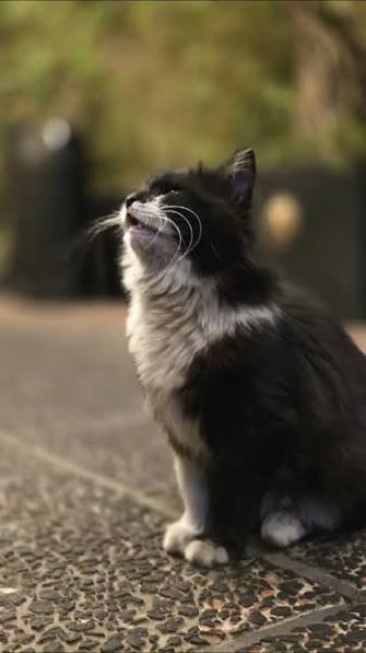  عکس گربه خیابانی کیوت