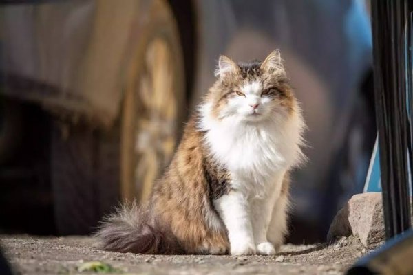  عکس گربه خیابانی کیوت