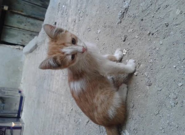  عکس گربه خیابانی کیوت