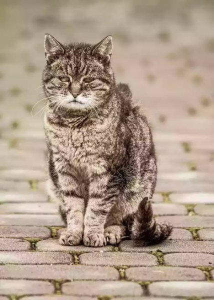  عکس گربه خیابانی کیوت