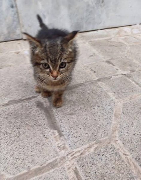  عکس گربه خیابانی کیوت