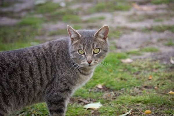  عکس گربه خیابانی کیوت