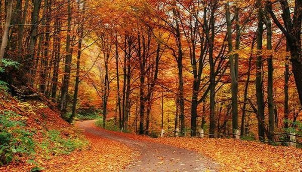 بک گراند طبیعت زیبا پاییزی