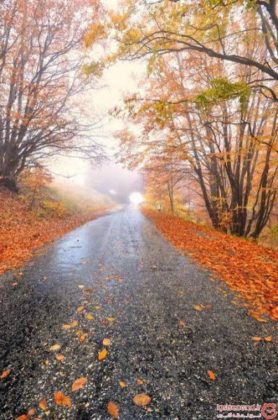  بک گراند طبیعت زیبا پاییزی