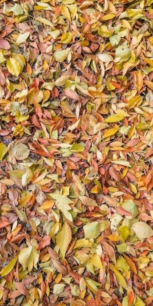  بک گراند طبیعت زیبا پاییزی