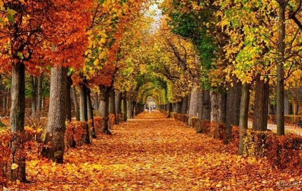 بک گراند طبیعت زیبا پاییزی