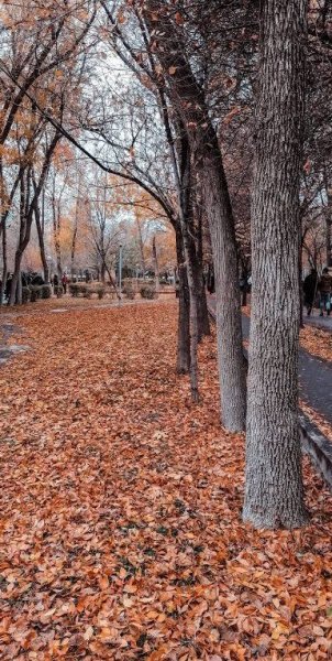  بک گراند پاییزی دخترانه