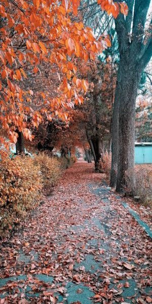 بک گراند پاییزی دخترانه