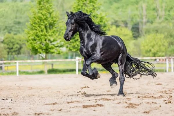  عکس اسب مشکی براق