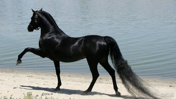  عکس اسب مشکی براق