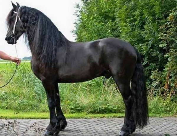  عکس اسب مشکی براق