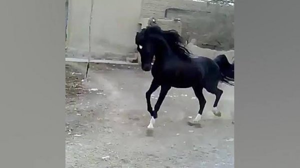  عکس اسب مشکی براق