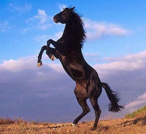  عکس اسب مشکی براق