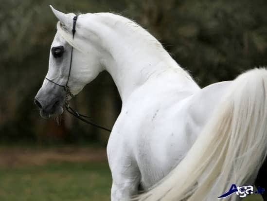  عکس پروفایل اسب سفید زیبا