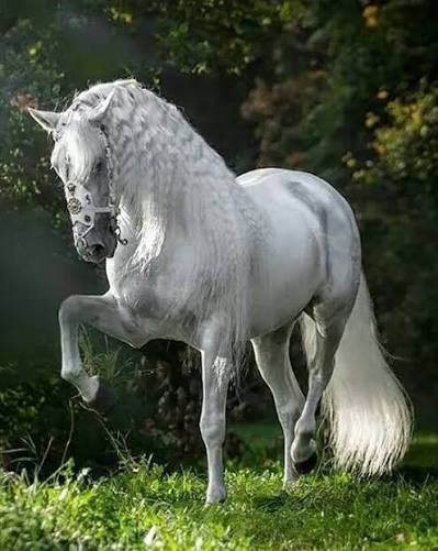  عکس پروفایل اسب سفید زیبا