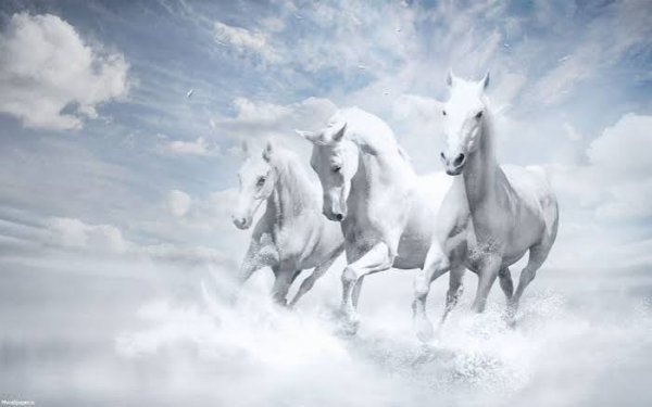  عکس پروفایل اسب سفید زیبا