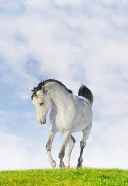  عکس پروفایل اسب سفید زیبا