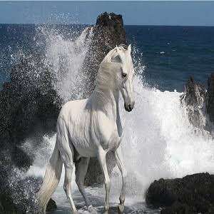  عکس پروفایل اسب سفید زیبا