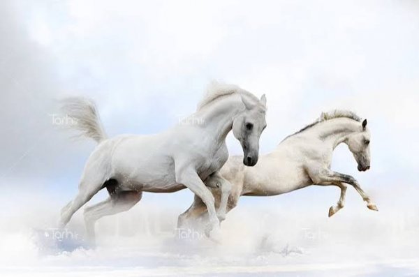  عکس پروفایل اسب سفید زیبا