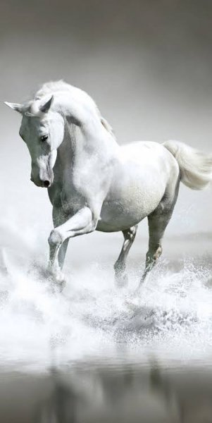  عکس پروفایل اسب سفید زیبا