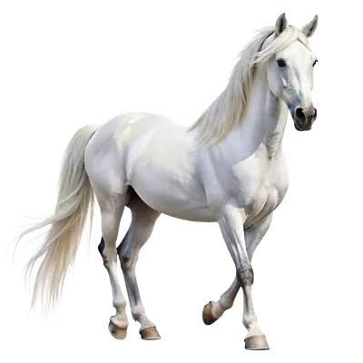  عکس اسب واقعی سفید