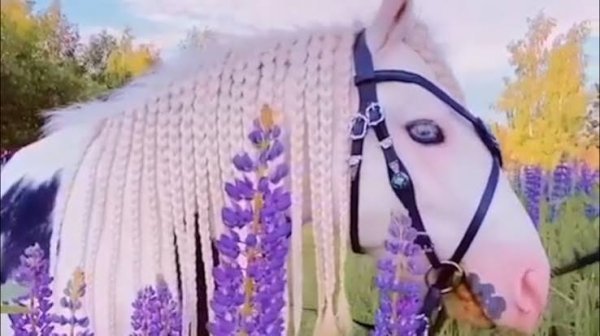  عکس اسب واقعی سفید