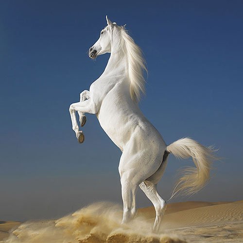  عکس زیباترین اسب سفید جهان