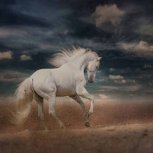  عکس زیباترین اسب سفید جهان