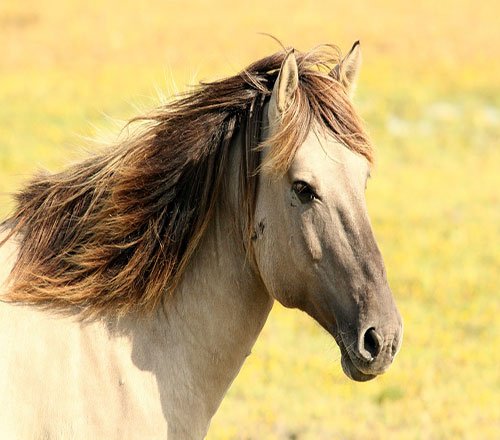  عکس زیباترین اسب سفید جهان