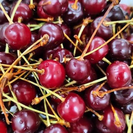  عکس پس زمینه میوه آلبالو